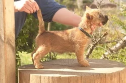 Kernteriér (cairnterrier)- pejsci