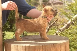 Kernteriér (cairnterrier)- pejsci