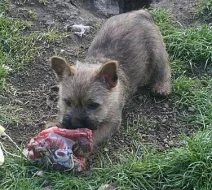 Kernteriér (cairnterrier)- pejsci