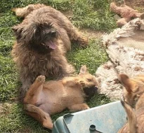 Kernteriér (cairnterrier)- pejsci