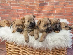 Kernteriér (cairnterrier)- pejsci