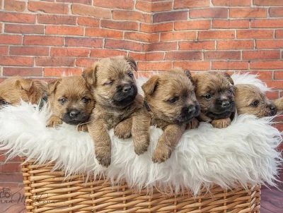 Kernteriér (cairnterrier)- pejsci