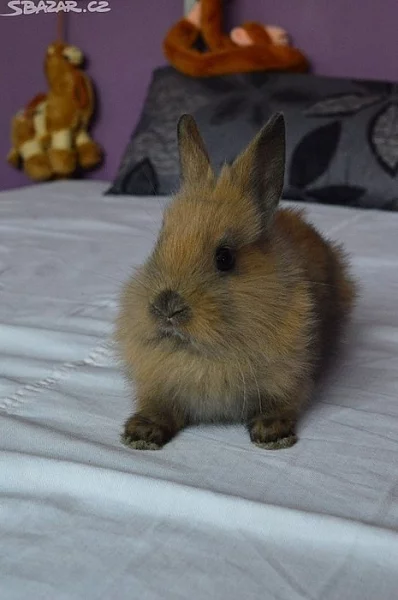 Zakrslí králíci