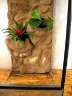 Kompetně zařízená terária pro Chameleony