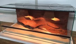 Kompetně zařízená terária pro Agamy