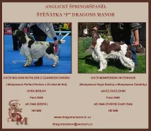 Anglický špringršpaněl - štěňátka