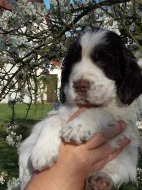 Anglický špringršpaněl - štěňátka