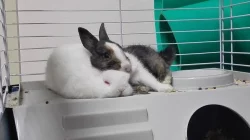 Dva mladé králíky s veškerým vybavením