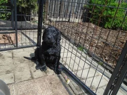 Flat coated retriever s PP