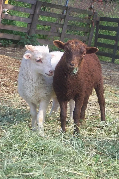 Quessantské miniovečky