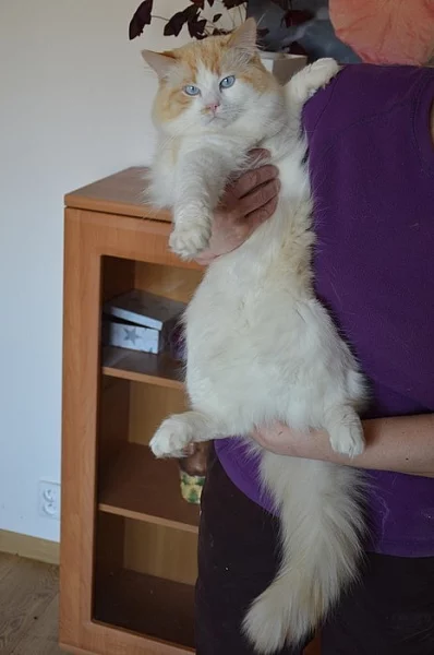 Ragdoll ke krytí s PP