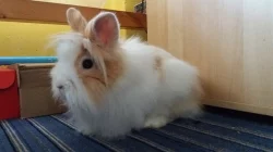 Daruji samičku králíčka