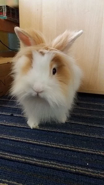 Daruji samičku králíčka