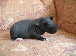 nabízím skinny morčátka