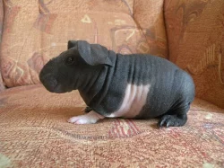 nabízím skinny morčátka