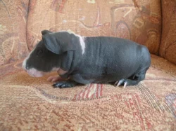 nabízím skinny morčátka