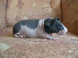 nabízím skinny morčátka