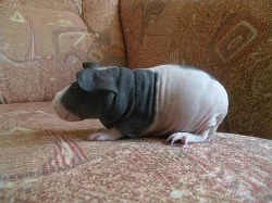 nabízím skinny morčátka