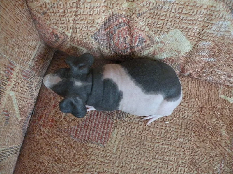 nabízím skinny morčátka