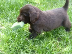 Štěňátka Flat Coated Retrievra