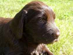 Štěňátka Flat Coated Retrievra