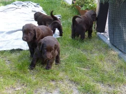 Štěňátka Flat Coated Retrievra