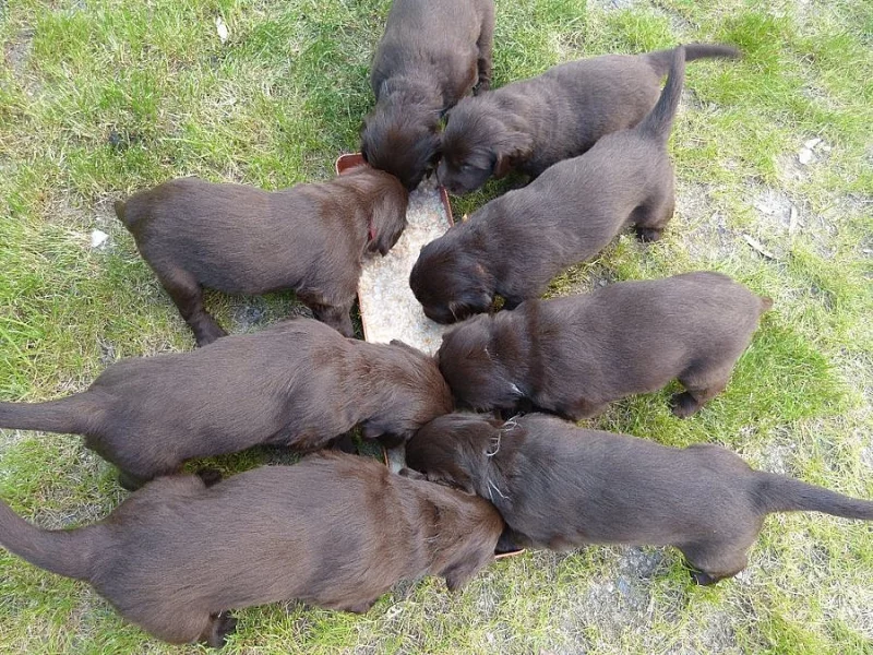 Štěňátka Flat Coated Retrievra