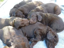 Štěňátka Flat Coated Retrievra