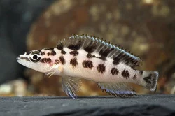 Prodám tlamovce,akvarijní rybičkyz jezera Malawi a Tanganika