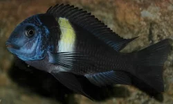 Prodám tlamovce,akvarijní rybičkyz jezera Malawi a Tanganika