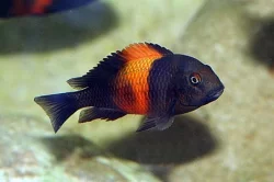 Prodám tlamovce,akvarijní rybičkyz jezera Malawi a Tanganika