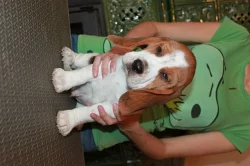 Beagle (bígl) štěňátka