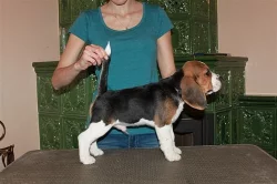 Beagle (bígl) štěňátka