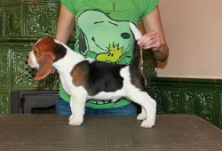 Beagle (bígl) štěňátka