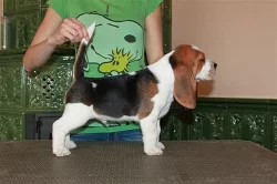 Beagle (bígl) štěňátka
