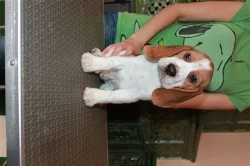 Beagle (bígl) štěňátka