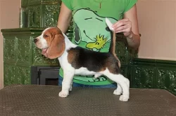 Beagle (bígl) štěňátka