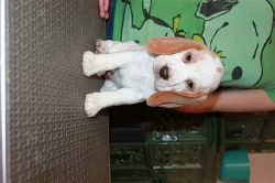 Beagle (bígl) štěňátka
