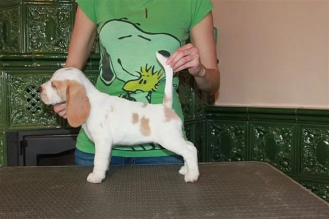Beagle (bígl) štěňátka