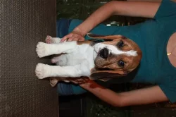 Beagle (bígl) štěňátka