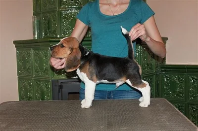 Beagle (bígl) štěňátka
