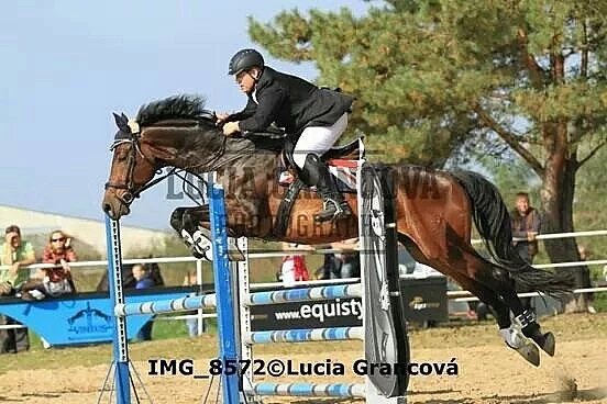 Predam valacha do vyssieho sportu