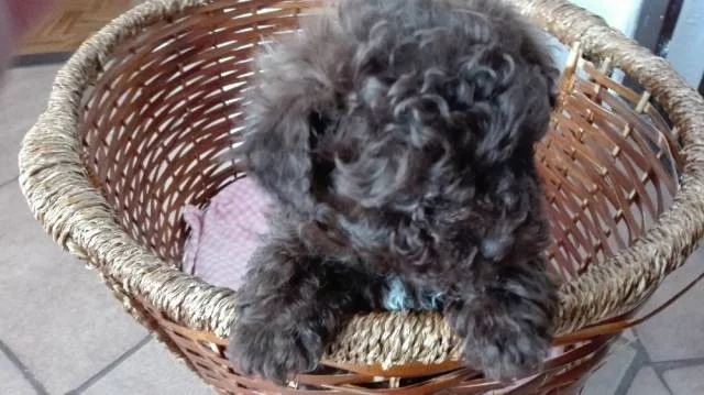 Boloňský psík barevný s PP/Ruská bar. bolonka