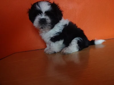 Prodám Shih-tzu