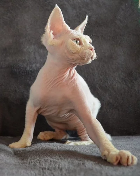 Devon rex s PP