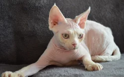 Devon rex s PP