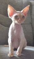 Devon rex s PP
