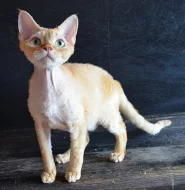 Devon rex s PP
