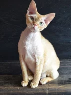 Devon rex s PP