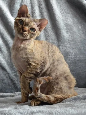Devon rex s PP